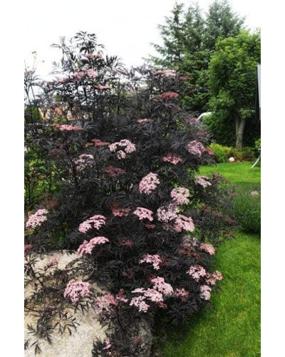 Бузина чорна Блек Б`юті® | Бузина черная Блек Бьюти® | Sambucus nigra Black Beauty®