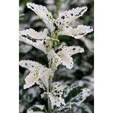 Бруслина Форчуна Арлекін | Бересклет Форчуна Арлекин | Euonymus fortunei Harlequin
