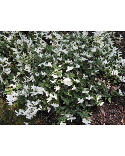 Бруслина Форчуна Арлекін | Бересклет Форчуна Арлекин | Euonymus fortunei Harlequin