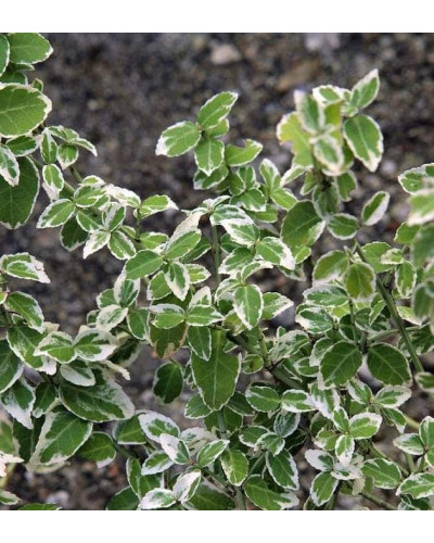 Бруслина Форчуна Арлекін | Бересклет Форчуна Арлекин | Euonymus fortunei Harlequin