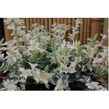 Бруслина Форчуна Арлекін | Бересклет Форчуна Арлекин | Euonymus fortunei Harlequin