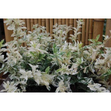 Бруслина Форчуна Арлекін | Бересклет Форчуна Арлекин | Euonymus fortunei Harlequin