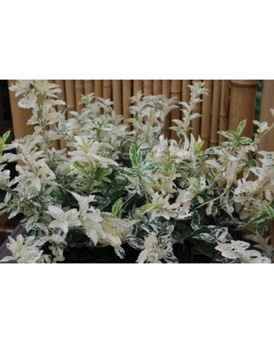 Бруслина Форчуна Арлекін | Бересклет Форчуна Арлекин | Euonymus fortunei Harlequin