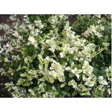 Бруслина Форчуна Арлекін | Бересклет Форчуна Арлекин | Euonymus fortunei Harlequin