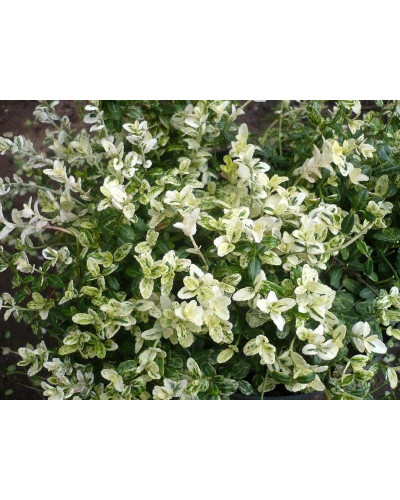 Бруслина Форчуна Арлекін | Бересклет Форчуна Арлекин | Euonymus fortunei Harlequin