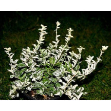 Бруслина Форчуна Арлекін | Бересклет Форчуна Арлекин | Euonymus fortunei Harlequin