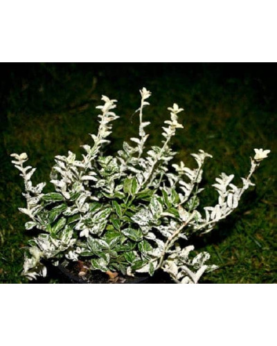 Бруслина Форчуна Арлекін | Бересклет Форчуна Арлекин | Euonymus fortunei Harlequin