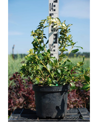 Бруслина Форчуна Блонді / Інтерболві | Бересклет Форчуна Блонди / Интерболви | Euonymus fortunei Blondy / Interbolwi