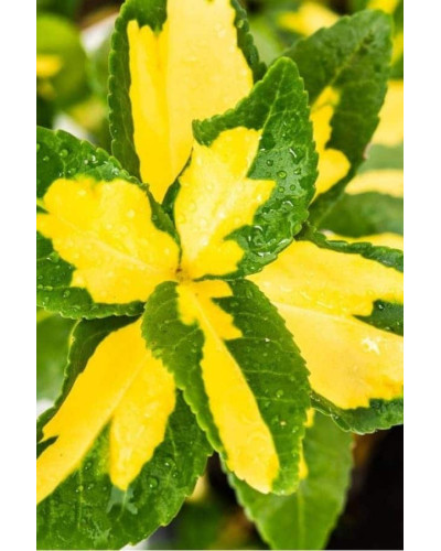 Бруслина Форчуна Санспот | Бересклет Форчуна Санспот | Euonymus fortunei Sunspot