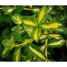 Бруслина Форчуна Санспот | Бересклет Форчуна Санспот | Euonymus fortunei Sunspot