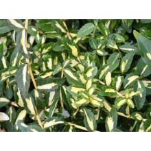 Бруслина Форчуна Санспот | Бересклет Форчуна Санспот | Euonymus fortunei Sunspot