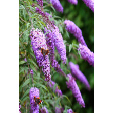 Будлея давида Бордер Б’юті | Buddleja davidii Border Beauty | Буддлея давида Бордер Бьюти