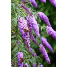 Будлея давида Бордер Б’юті | Buddleja davidii Border Beauty | Буддлея давида Бордер Бьюти
