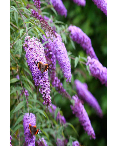 Будлея давида Бордер Б’юті | Buddleja davidii Border Beauty | Буддлея давида Бордер Бьюти
