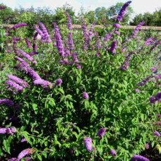 Будлея давида Бордер Б’юті | Buddleja davidii Border Beauty | Буддлея давида Бордер Бьюти