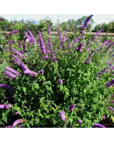 Будлея давида Бордер Б’юті | Buddleja davidii Border Beauty | Буддлея давида Бордер Бьюти