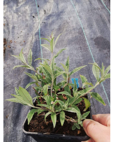 Будлея давида Бордер Б’юті | Buddleja davidii Border Beauty | Буддлея давида Бордер Бьюти