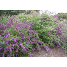 Будлея давида Бордер Б’юті | Buddleja davidii Border Beauty | Буддлея давида Бордер Бьюти