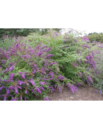 Будлея давида Бордер Б’юті | Buddleja davidii Border Beauty | Буддлея давида Бордер Бьюти
