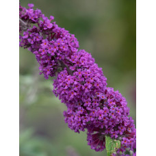 Будлея давида Бордер Б’юті | Buddleja davidii Border Beauty | Буддлея давида Бордер Бьюти