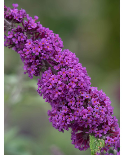 Будлея давида Бордер Б’юті | Buddleja davidii Border Beauty | Буддлея давида Бордер Бьюти