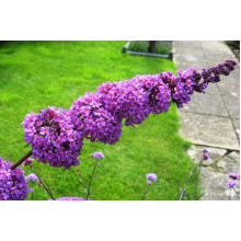 Будлея давида Бордер Б’юті | Buddleja davidii Border Beauty | Буддлея давида Бордер Бьюти