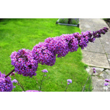 Будлея давида Бордер Б’юті | Buddleja davidii Border Beauty | Буддлея давида Бордер Бьюти