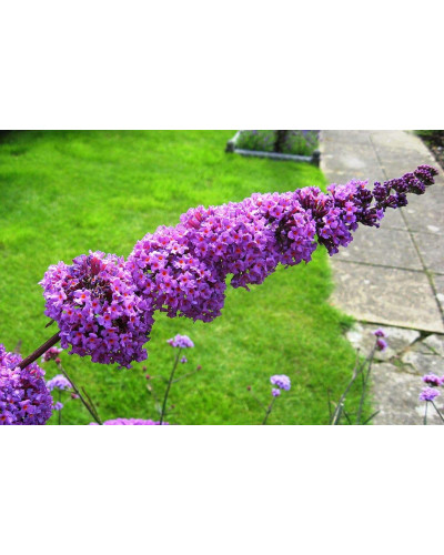 Будлея давида Бордер Б’юті | Buddleja davidii Border Beauty | Буддлея давида Бордер Бьюти