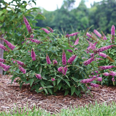 Будлея давида Бордер Б’юті | Buddleja davidii Border Beauty | Буддлея давида Бордер Бьюти