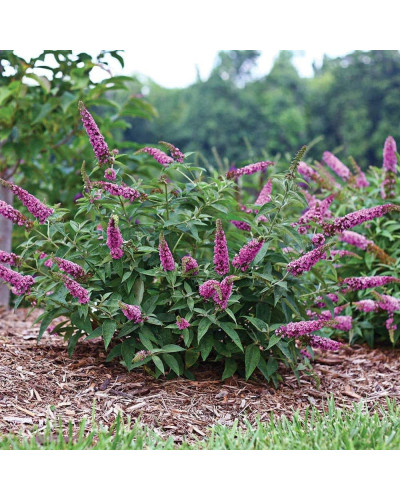 Будлея давида Бордер Б’юті | Buddleja davidii Border Beauty | Буддлея давида Бордер Бьюти
