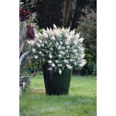 Будлея Давида Вайт Бол | Buddleja davidii White Ball | Буддлея Давида Вайт Болл