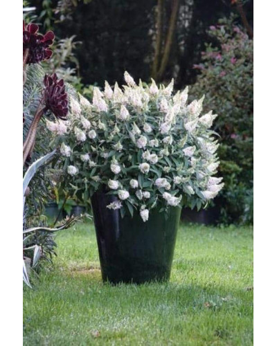 Будлея Давида Вайт Бол | Buddleja davidii White Ball | Буддлея Давида Вайт Болл