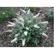 Будлея Давида Вайт Бол | Buddleja davidii White Ball | Буддлея Давида Вайт Болл