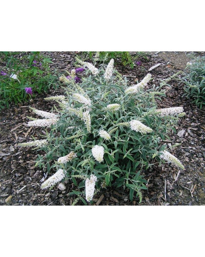 Будлея Давида Вайт Бол | Buddleja davidii White Ball | Буддлея Давида Вайт Болл