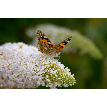 Будлея Давида Вайт Бол | Buddleja davidii White Ball | Буддлея Давида Вайт Болл