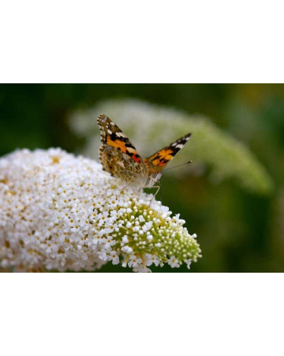 Будлея Давида Вайт Бол | Buddleja davidii White Ball | Буддлея Давида Вайт Болл