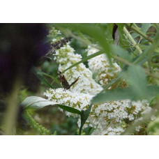 Будлея Давида Вайт Бол | Buddleja davidii White Ball | Буддлея Давида Вайт Болл