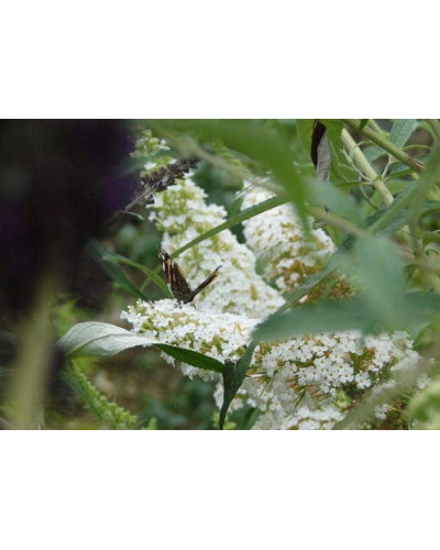 Будлея Давида Вайт Бол | Buddleja davidii White Ball | Буддлея Давида Вайт Болл