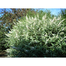 Будлея Давида Вайт Бол | Buddleja davidii White Ball | Буддлея Давида Вайт Болл