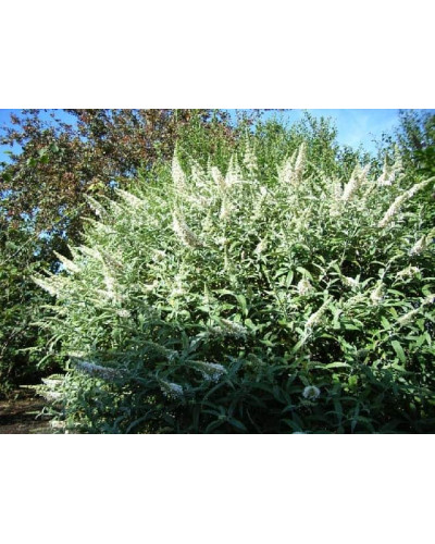 Будлея Давида Вайт Бол | Buddleja davidii White Ball | Буддлея Давида Вайт Болл