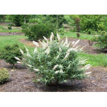 Будлея Давида Вайт Бол | Buddleja davidii White Ball | Буддлея Давида Вайт Болл