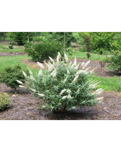 Будлея Давида Вайт Бол | Buddleja davidii White Ball | Буддлея Давида Вайт Болл