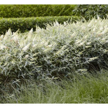 Будлея Давида Вайт Бол | Buddleja davidii White Ball | Буддлея Давида Вайт Болл