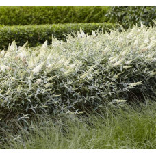 Будлея Давида Вайт Бол | Buddleja davidii White Ball | Буддлея Давида Вайт Болл