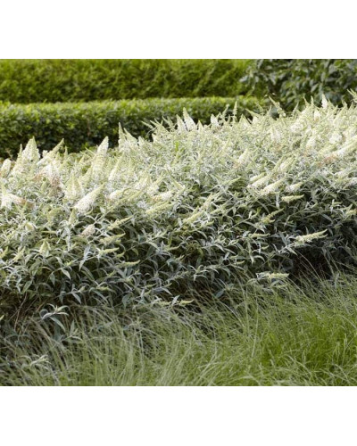 Будлея Давида Вайт Бол | Buddleja davidii White Ball | Буддлея Давида Вайт Болл