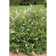Будлея Давида Вайт Проф`южн | Buddleja davidii White Profusion | Буддлея Давида Вайт Профьюжн