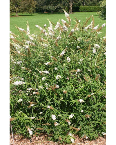 Будлея Давида Вайт Проф`южн | Buddleja davidii White Profusion | Буддлея Давида Вайт Профьюжн