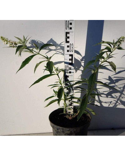 Будлея Давида Вайт Проф`южн | Buddleja davidii White Profusion | Буддлея Давида Вайт Профьюжн