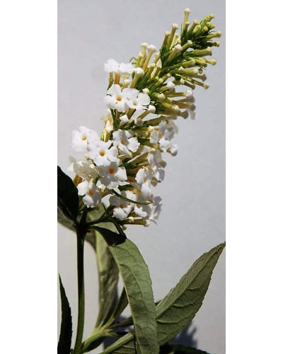 Будлея Давида Вайт Проф`южн | Buddleja davidii White Profusion | Буддлея Давида Вайт Профьюжн