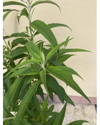 Будлея Давида Вайт Проф`южн | Buddleja davidii White Profusion | Буддлея Давида Вайт Профьюжн
